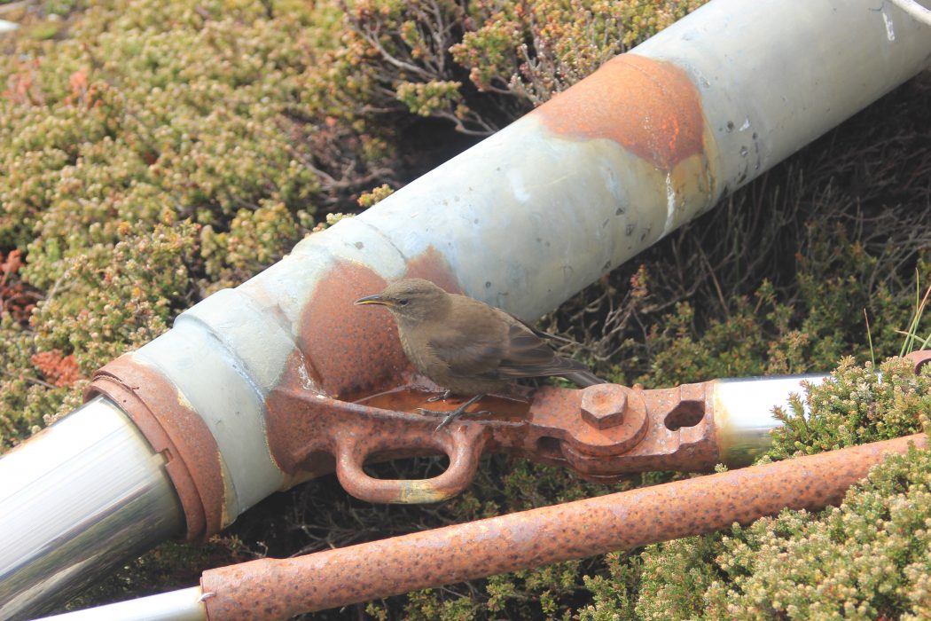Falklands 40 - Tussac bird sheltering in skyhawk wreckage