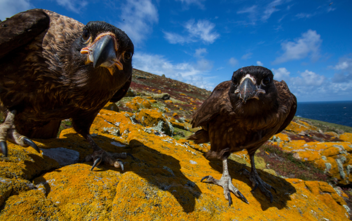 Striated Caracaras – the Falkland Islands’ ceaseless scavengers.