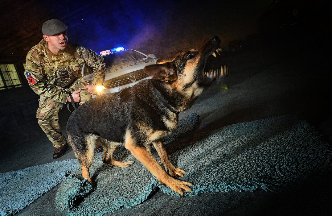 The RAF's Military Working Dogs - News - The Royal Air Forces Association