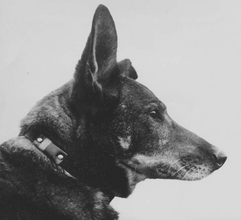 Antis: Dog of war - News